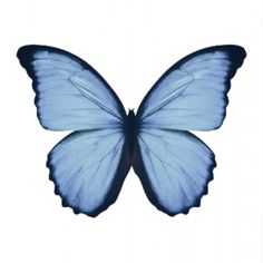 a blue butterfly flying through the air