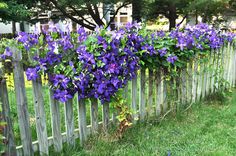 purple flowers growing on the side of a wooden fence