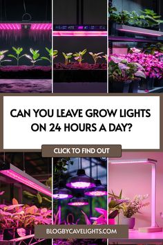 plants growing in grow lights with the words can you leave grow lights on 24 hours a day?