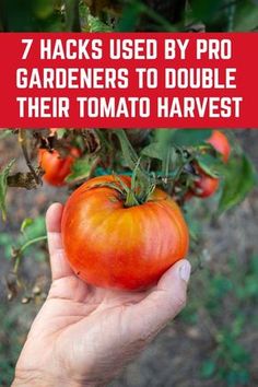 a hand holding a tomato with the words 7 hacks used by pro gardeners to double their tomato harvest