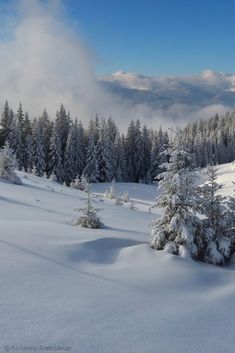 snow covered pine trees in the foreground and clouds in the background