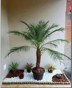 a small palm tree in a potted planter