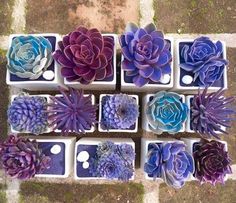 several different types of succulents are displayed on the facebook page