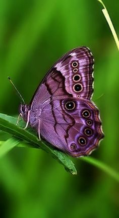 two butterflies sitting on top of a green leaf