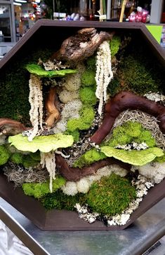 an arrangement of moss and mushrooms in a hexagonal container