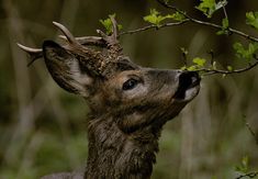 a close up of a deer's head with leaves on it