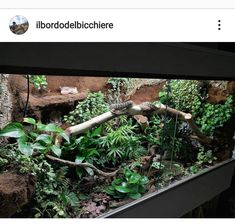 an aquarium filled with lots of plants and rocks