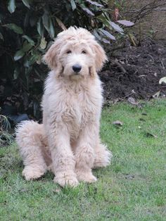 a white dog sitting on top of a green grass covered field next to a bush