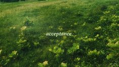 a grassy field with trees in the background and an inscription that reads accepance