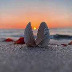 two white shells sitting on the beach at sunset