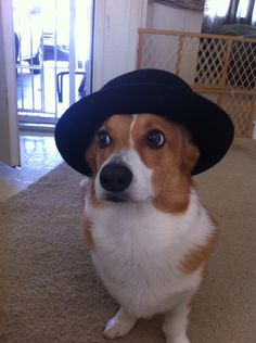 a brown and white dog wearing a black hat on top of it's head