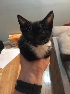 a small black and white kitten sitting on someone's arm