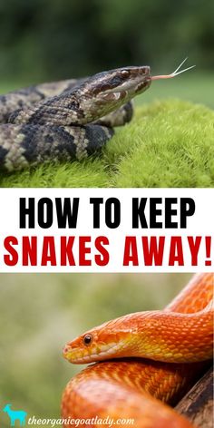 Plants That Repel Spiders, Snake Repellant, Small Backyard Garden, Snake Repellent, Society Garlic, Garden Snakes, Poisonous Snakes