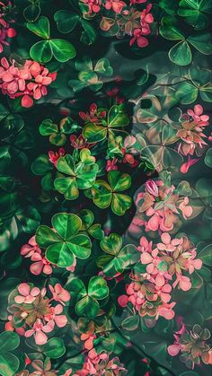 some pink flowers and green leaves on a black background with water reflection in the bottom right corner