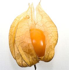 Physalis, alquequenje, tomatillo, corazoncillo, capulina, aguaymanto, uchuva o farolillo chino entre otros, son algunos de los nombres que recibe el fruto que ilustra este post y que cuenta con más de cien especies, de las que algunas son comestibles y otras no, sólo se utilizan para decoración.El Physalis o tomatillo pertenece a la familia de las Solanáceas, una planta perenne d un metro de altura aproximadamente y con un origen dudoso, la variedad Physalis peruviana se liga a Colombia, la Phys Chinese Lanterns Plant, Greenhouse Growing, Fruit Painting, Cactus Y Suculentas, Exotic Fruit, Natural Forms, Growing Vegetables