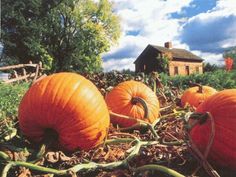 several pumpkins are sitting in the middle of a field with a house in the background