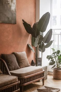 a living room with two couches and a large potted plant