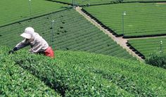 a person picking tea leaves from a green field with rows of trees in the background