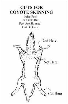 the diagram shows how to cut for coyote skining and how to use it