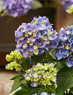 purple and green flowers in a pot outside