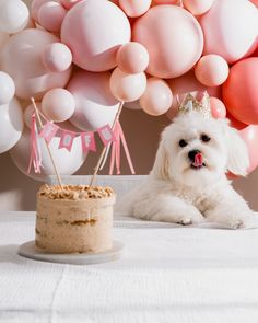 a small white dog sitting next to a birthday cake and balloon wall in the background