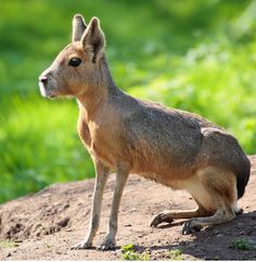 an animal that is standing in the dirt