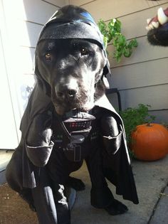 a dog dressed up as darth vader