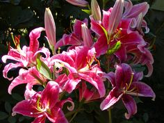 pink lilies are blooming in the sun on a sunny day with green leaves