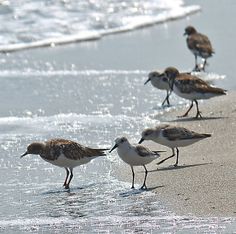 several birds are standing on the beach near the water