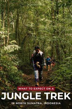 the cover of what to expect on a jungle trek in north sumatra, indonesia