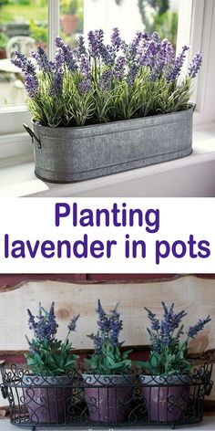 lavender plants in pots on a window sill with text overlay reading planting lavender in pots