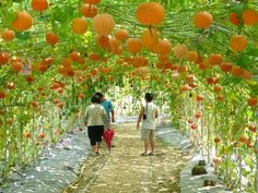 two people walking down a path lined with oranges