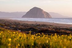 people are walking on the beach near some hills and water with yellow flowers in the foreground