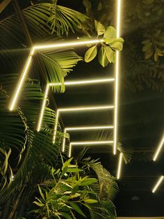 some plants and lights hanging from the ceiling in a room filled with greenery at night