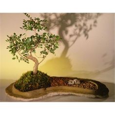 a small bonsai tree in a potted planter