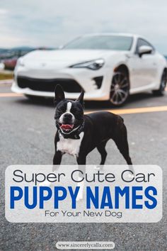 car inspired dog names Cartoon Dog Names, Disney Dog Names, Disney Dog Names Boys, Ocean Themed Dog Names, Disney Girl Dog Names