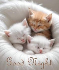 three kittens sleeping in a white cat bed with the words good night on it