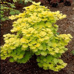 a yellow plant with green leaves in the garden