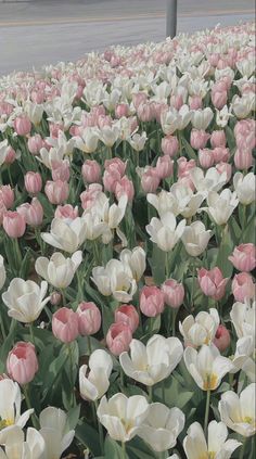 a field of pink and white tulips in the middle of a parking lot