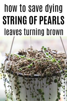 a potted plant with the words how to save dying string of pearls leaves turning brown