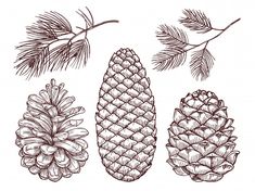 pine cones and needles on a tree branch - miscellaneous objects illustrations, clippings