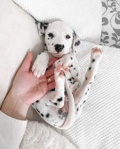 a person holding a puppy in their hand on top of a white bed with pillows