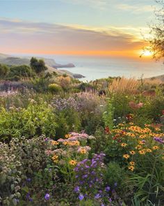 the sun is setting over an ocean with many different flowers in bloom and trees around it