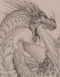 a pencil drawing of a dragon with its head in the air and wings out, it's mouth open