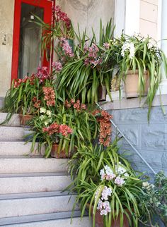 several potted plants are on the steps next to a red door and white stairs