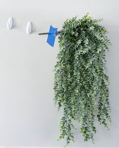 a green plant hanging from the side of a wall next to two white knobs