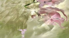 some pink flowers floating in the water with green leaves on it's back side