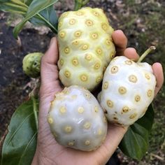 a person holding three different types of fruit in their hands, one is white and the other is yellow