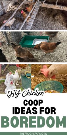 chicken coops with chickens in them and the words diy chicken coop ideas for boredom