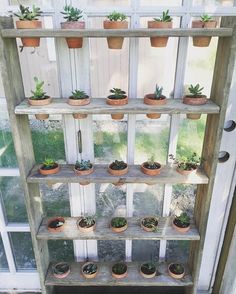 a wooden shelf filled with potted plants on top of a window sill next to a door